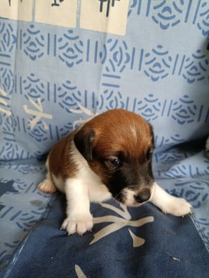Les chiots de Fox Terrier Poil lisse