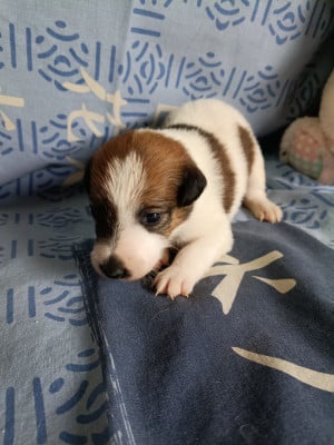 Les chiots de Fox Terrier Poil lisse