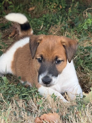 Les chiots de Fox Terrier Poil lisse