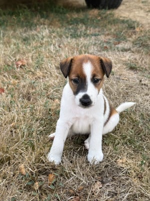 Les chiots de Fox Terrier Poil lisse