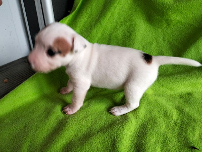 Les chiots de Jack Russell Terrier