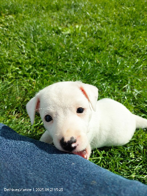 Les chiots de Jack Russell Terrier