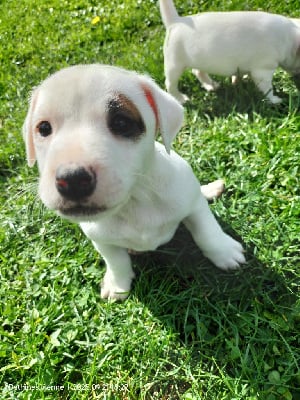 Les chiots de Jack Russell Terrier