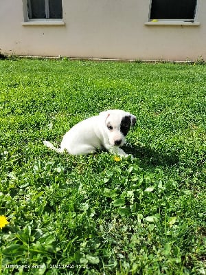 Les chiots de Jack Russell Terrier