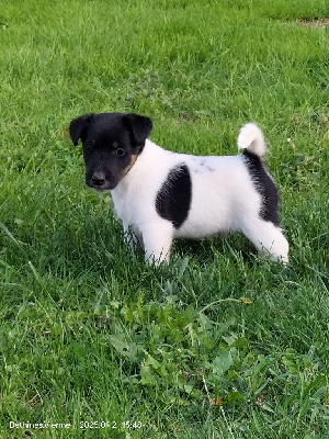 Les chiots de Fox Terrier Poil lisse