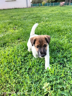 Les chiots de Fox Terrier Poil lisse
