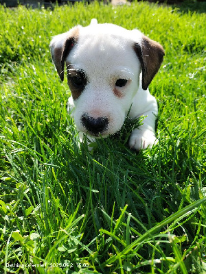 Les chiots de Jack Russell Terrier
