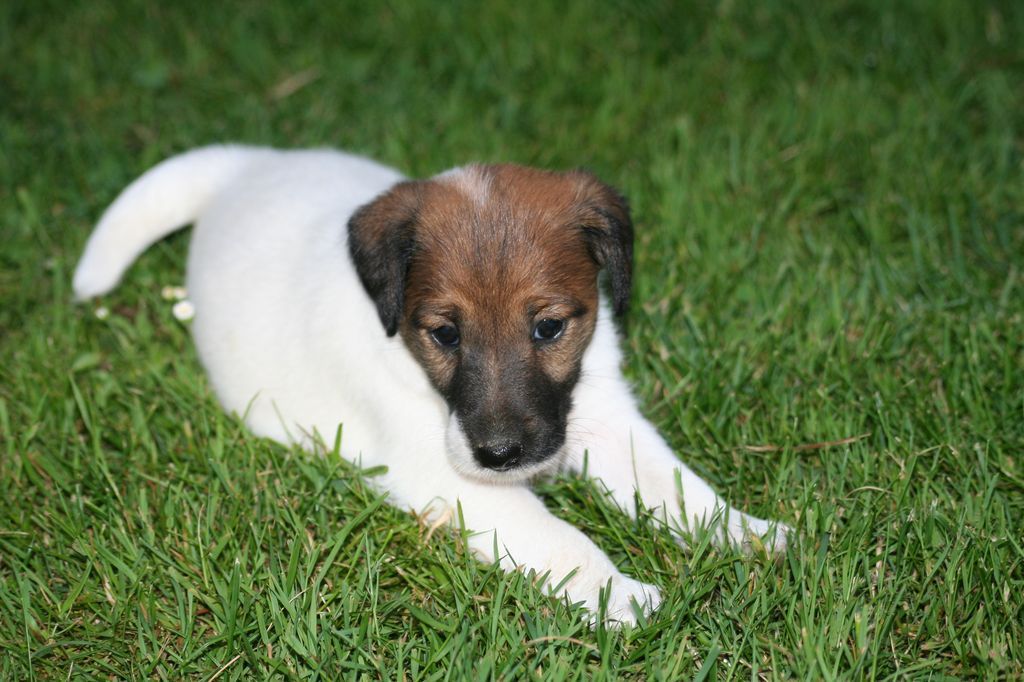 Chiot Fox Terrier Poil Lisse à Donner