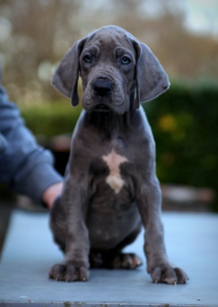 Femelle sans collier