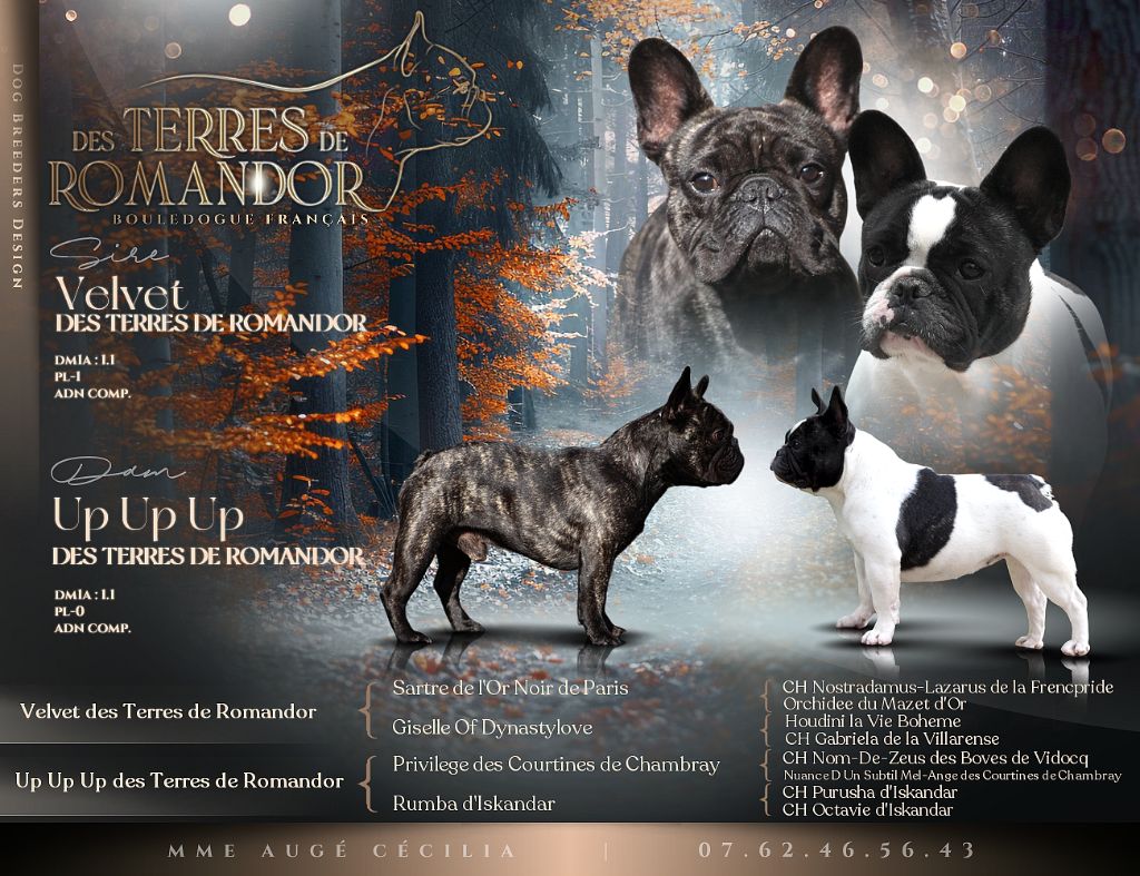 Bouledogue français - Des Terres De Romandor