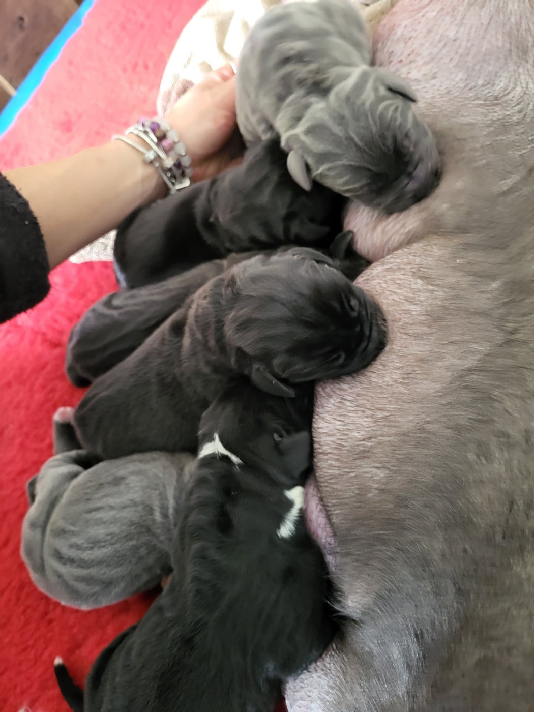 Chiot N°6 - Dogue allemand