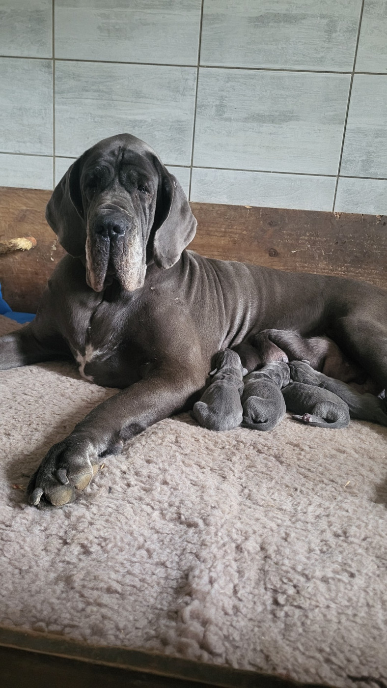 Chiot N°4 - Dogue allemand