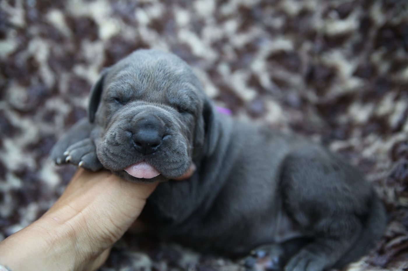 Chiot N°3