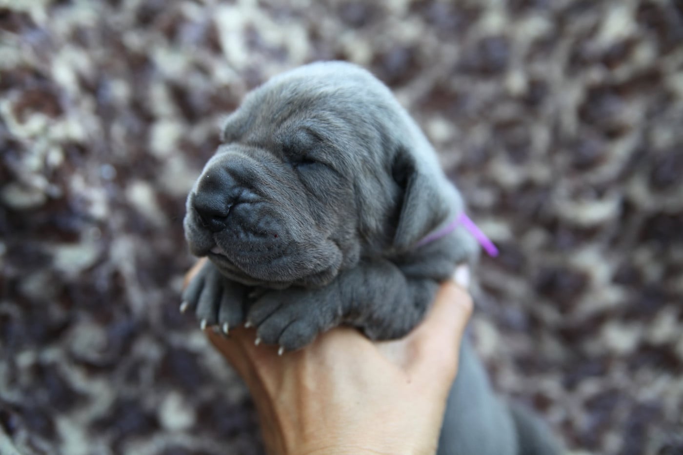 Chiot N°3