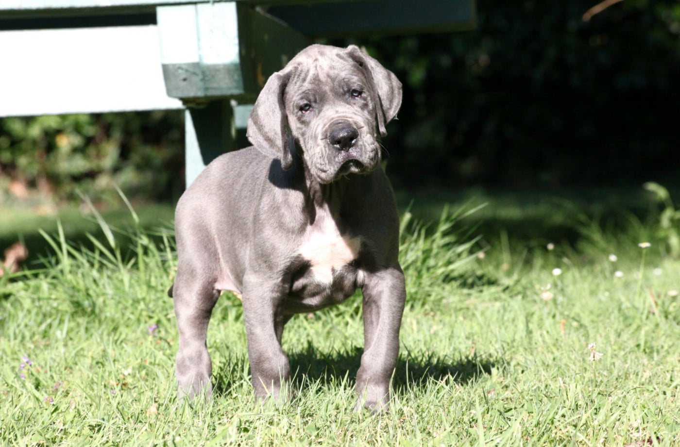 Chiot N°4