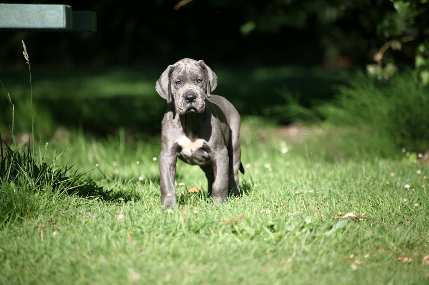 Chiot N°4