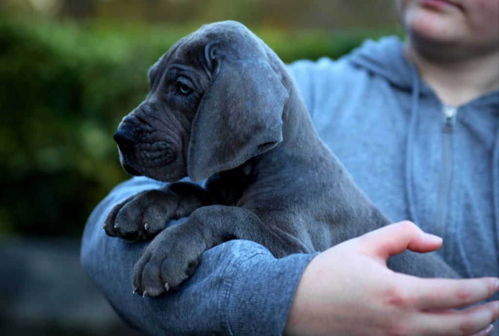 Femelle sans collier