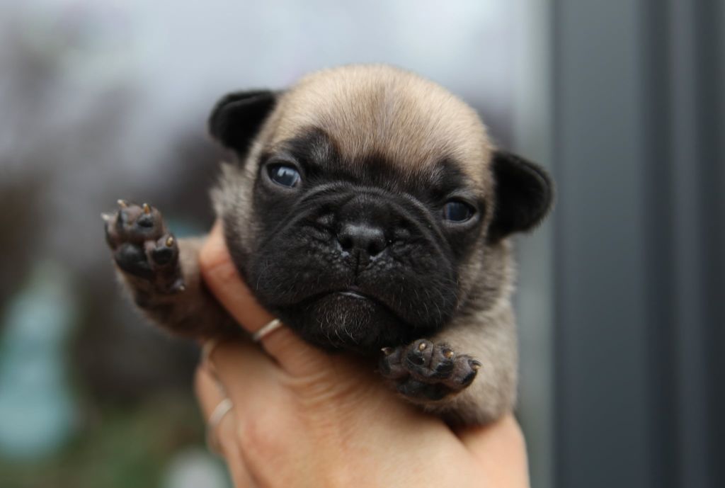 Femelle fauve sans collier