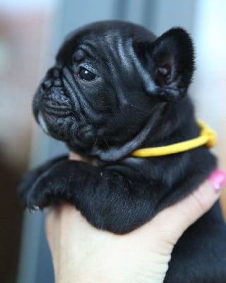 Les chiots de Bouledogue français
