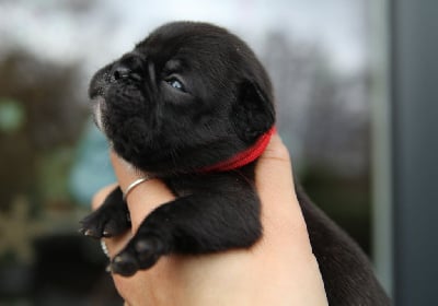 Les chiots de Bouledogue français