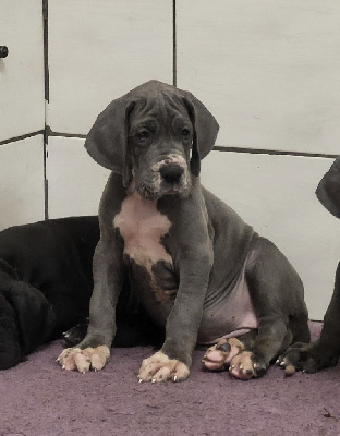 Les chiots de Dogue allemand