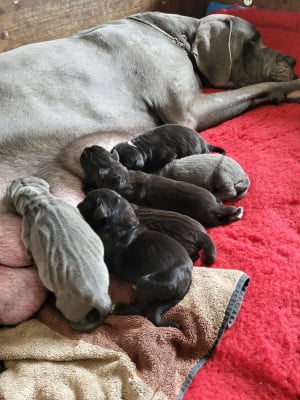 Chiot N°1 - Dogue allemand