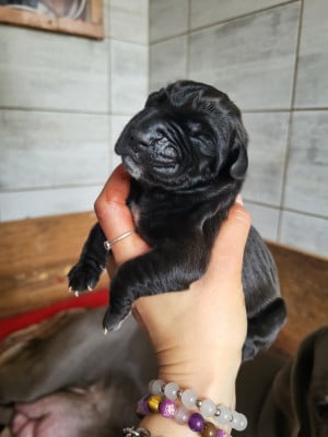 Chiot N°4 - Dogue allemand