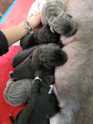 Chiot N°6 - Dogue allemand