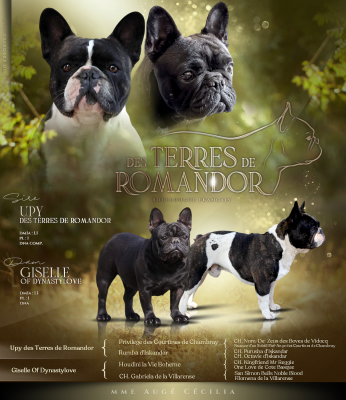 Les chiots de Bouledogue français