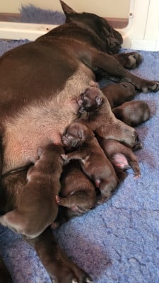 Les chiots de Bouledogue français