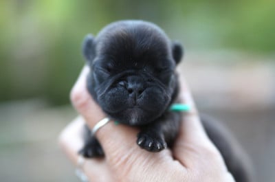 Les chiots de Bouledogue français