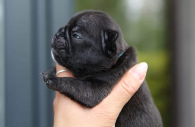Les chiots de Bouledogue français