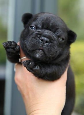 Les chiots de Bouledogue français