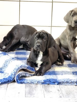 Les chiots de Dogue allemand