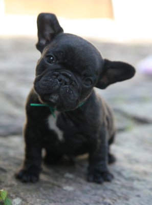 Les chiots de Bouledogue français