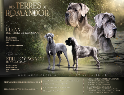 Les chiots de Dogue allemand