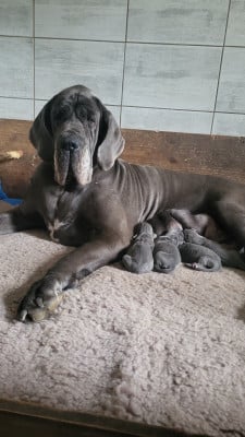 Les chiots de Dogue allemand