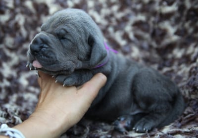 Les chiots de Dogue allemand
