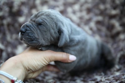 Les chiots de Dogue allemand