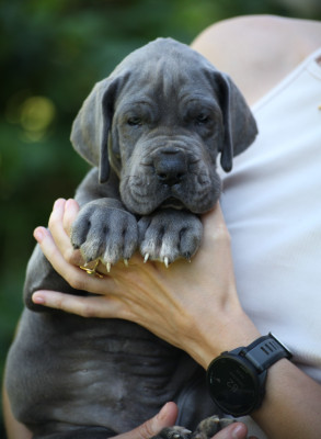 Les chiots de Dogue allemand