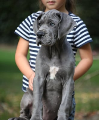 Les chiots de Dogue allemand