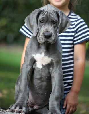 Les chiots de Dogue allemand