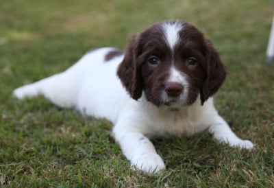 Les chiots de English Springer Spaniel