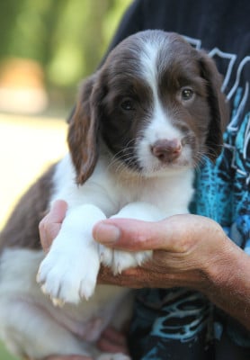 Les chiots de English Springer Spaniel