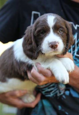 Les chiots de English Springer Spaniel
