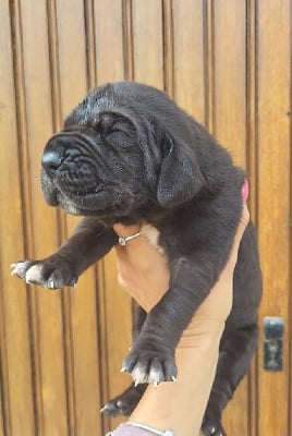 Les chiots de Dogue allemand