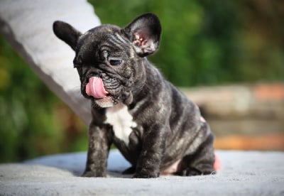 Les chiots de Bouledogue français