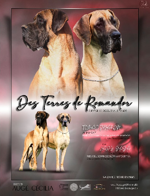 Dogue allemand - Des Terres De Romandor