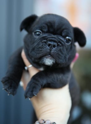 Les chiots de Bouledogue français