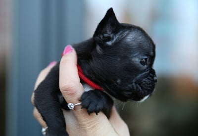 Les chiots de Bouledogue français